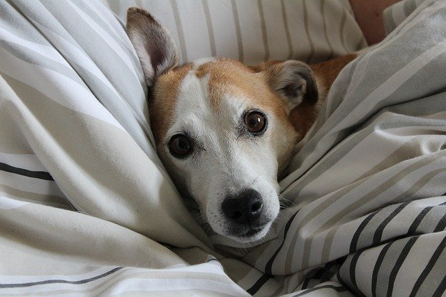 Jack Russel in a bed