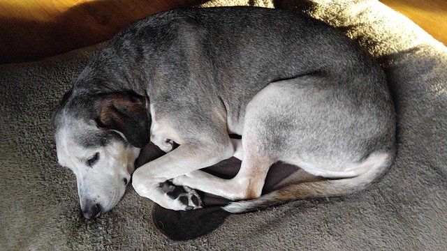 Dog in a dog bed