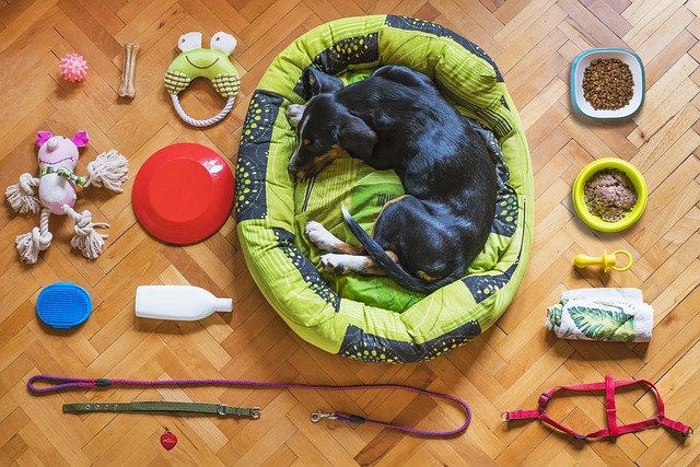 dog in a dog bed