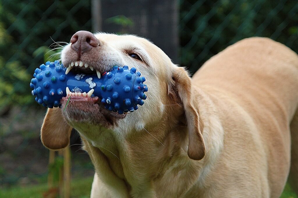 Indestructible Dog Toys