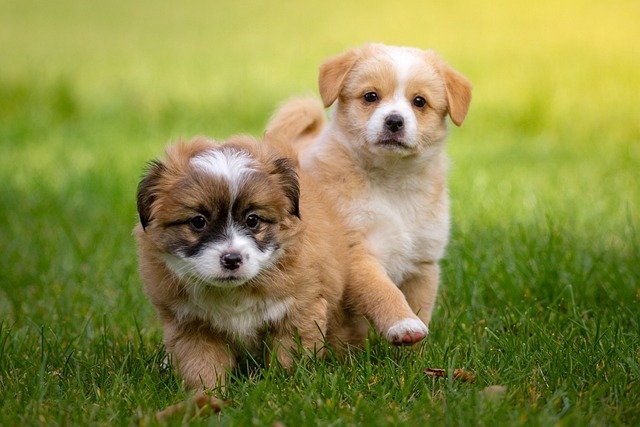 Puppies running in grass